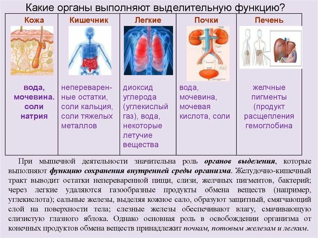 Какие органы входят в выделительную систему человека. Какие органв выполняют выделительнуб функ. Выделительная функция организма. Система органов выделения. Какие органы выполняют выделительную функцию.