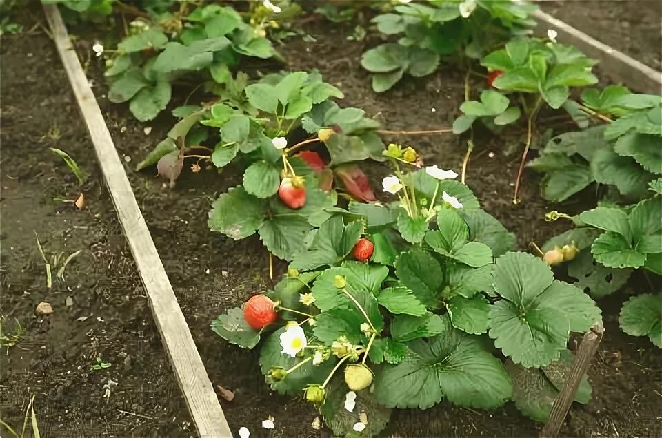 Старые корни у клубники. Рассада земляники. Старая клубника как обновить. Клубника на алтае. Клубника кустарник.