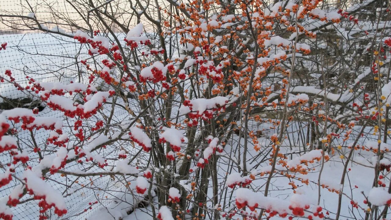Фото куста зимой. Кусты в снегу. Зимние кусты. Зимние деревья и кустарники. Снежный куст.