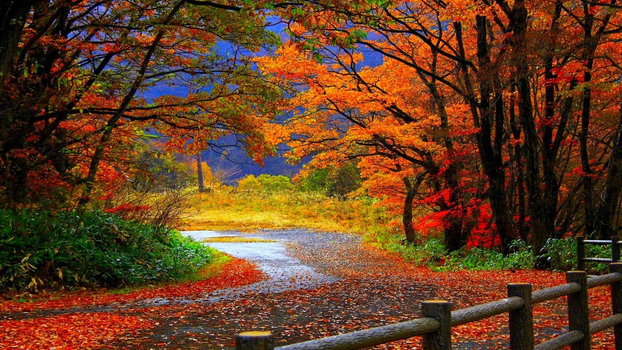 Осень. Красивая осень. Осенняя природа. Природа осень. Autumn is beautiful