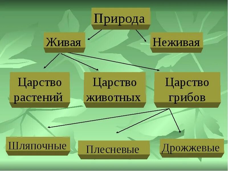 Сколько на земле существует царств. Таблица царства живой природы. Живая природа таблица. Царства живой и неживой природы. Царствынеживая природа.