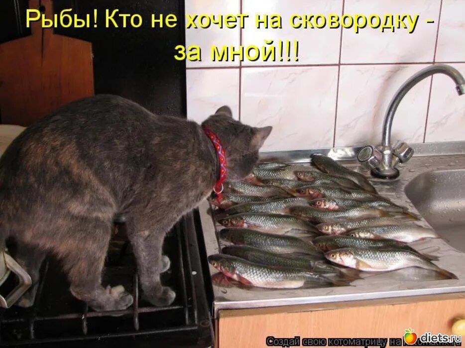 Не ем уже 5 дней. Коты воруют рыбу. Коты рыбы. Надписи. Кот хочет рыбу. Кот и рыба юмор.