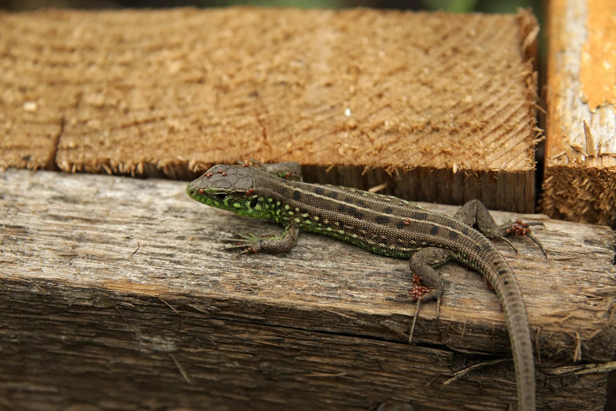 Ящерицы в москве. Ящерица Lacerta Agilis. Ящерица обыкновенная прыткая. Ящерица прыткая, обыкновенная - Lacerta Agilis. Прыткая ящерица ХМАО.