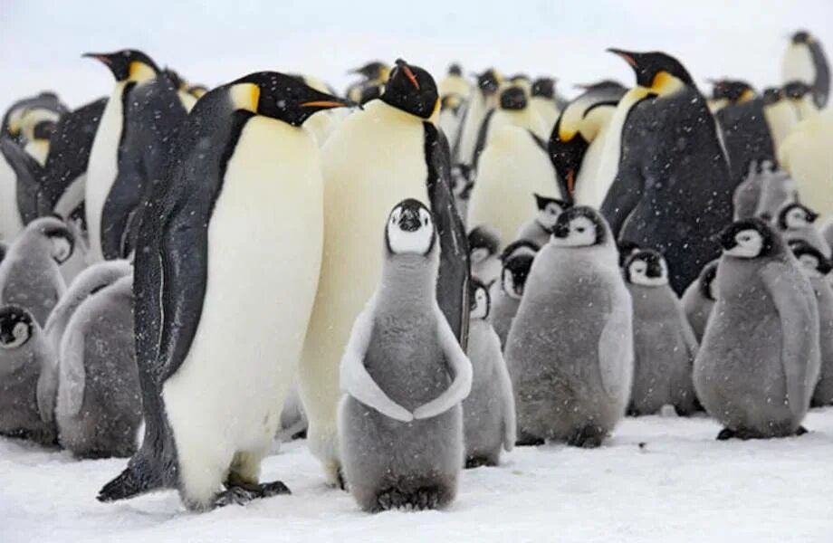 Пингвин ru