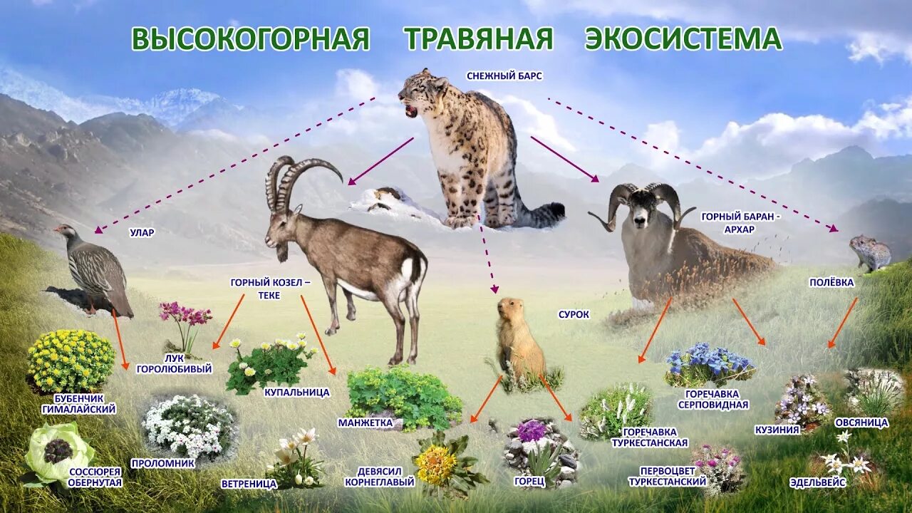 Животные и растения производители. Высокогорная экосистема. Экосистема степи. Биогеоценоз степи. Обитатели экосистемы.