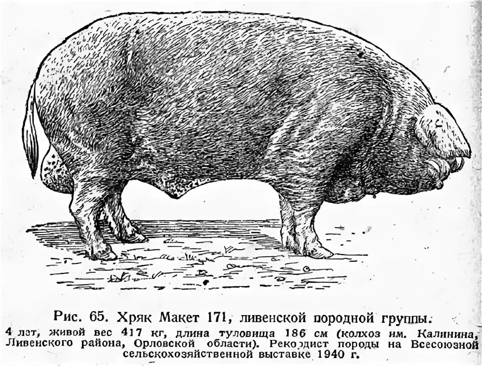Ливенская свинья. Свинья иберийской породы. Ливенская порода свиней. Иберийская порода поросят. Ливенская порода поросят.