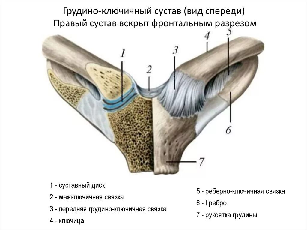 анатомия плечевого сустава кости. акромион лопатки анатомия. суставная поверхность ключицы. акромиально ключичный сустав связки лопатки. грудино ключичный сустав классификация.