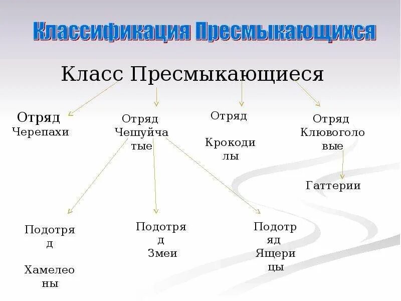 Класс рептилии отряды. Класс пресмыкающиеся или рептилии классификация. Класс пресмыкающиеся 7 класс биология классификация. Схема класс пресмыкающиеся 7 класс. Систематика рептилий 7 класс биология.