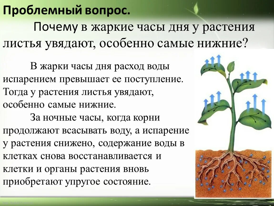 Жизнь растений в 6. Значение воды в жизнедеятельности растений. Значение цветков в жизни растений. Роль листа в жизни растения. Жизнедеятельность растений растения получают воду в виде.