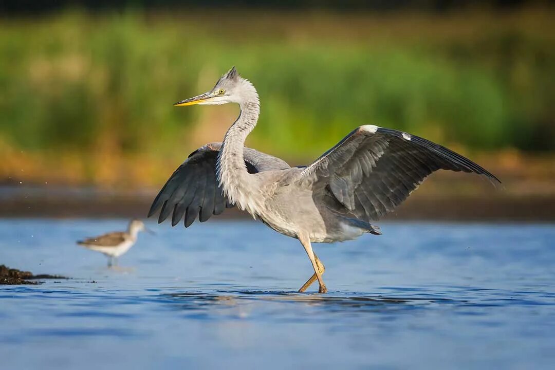 птенцы грача грачата. черный фрегат птица. эти красивые и большие птицы кормятся смолистой. гнездо для птиц. эти красивые и большие птицы кормятся смолистой.
