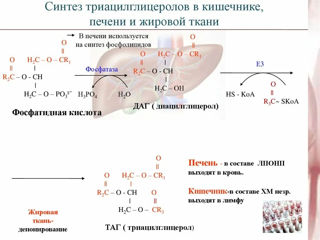 Как используется синтез. Синтез триацилглицерина в жировой ткани. схема синтеза таг в жировой ткани. биосинтез жирных кислот и триацилглицеролов в печени. синтез триацилглицеринов в печени и жировой ткани.