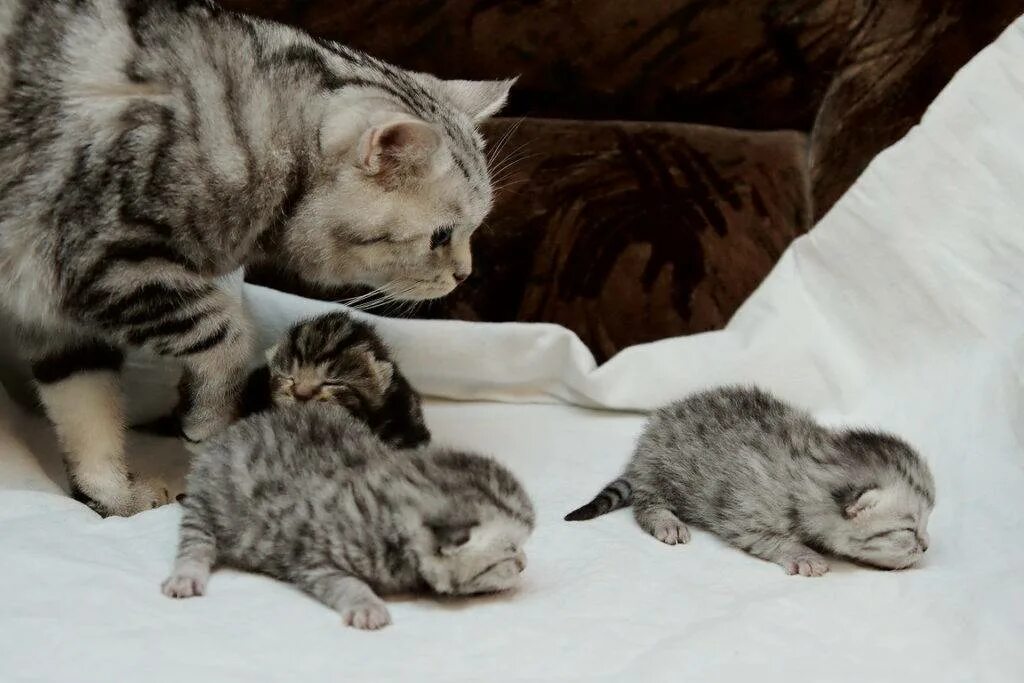 Месяц котятам можно отдавать