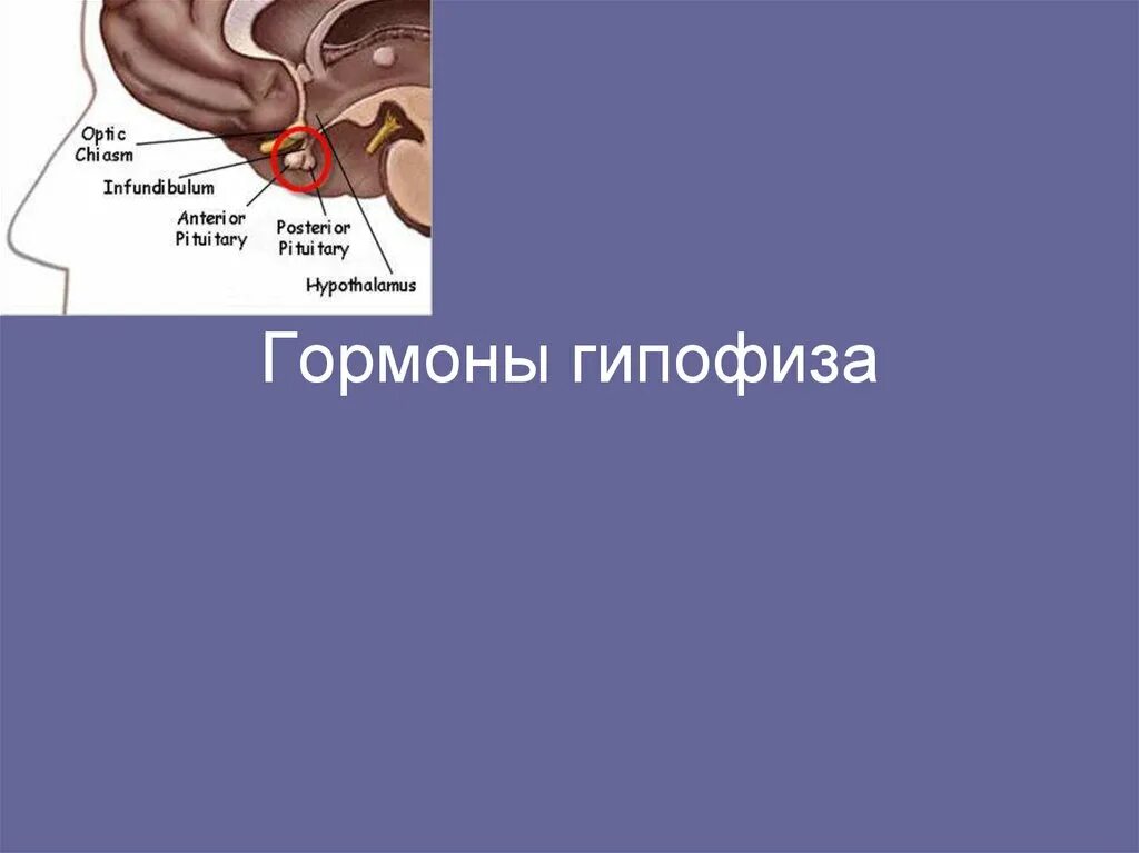 Гипофиз независимые. Гипофиз. Гипофиз расположение. Фронтальный размер гипофиза.