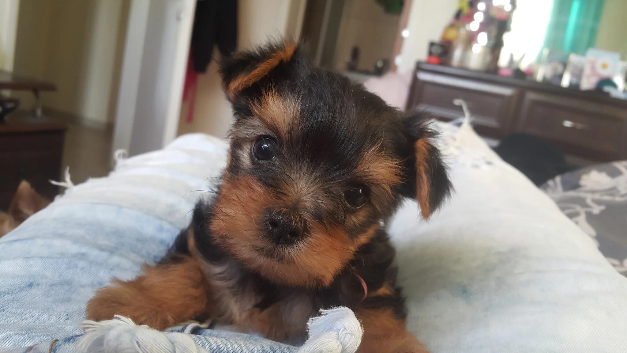 воспитание йоркширского терьера. йорк терьер дрессировка. й йоркширский терьер силит. щенки ёршский терьер 2 месяца. йоркшир на прогулке.