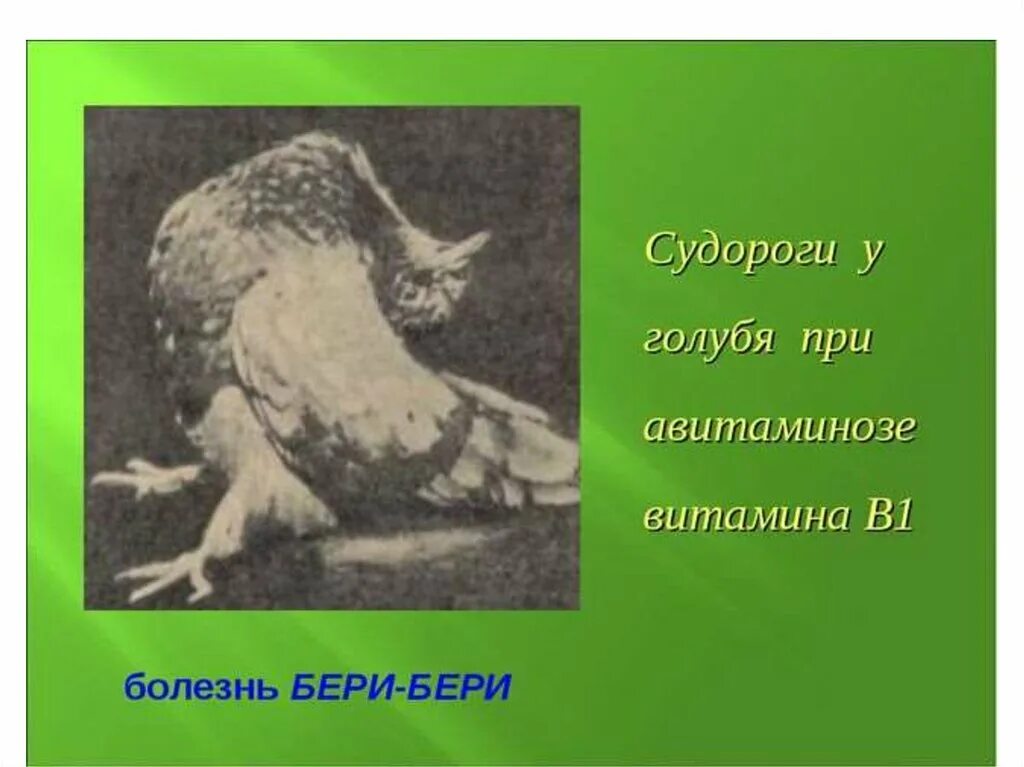 Витамин б бери бери. Недостаток витамина в1 бери бери. При недостатке развивается болезнь бери-бери.. У животных при недостатке витамина е наблюдается.