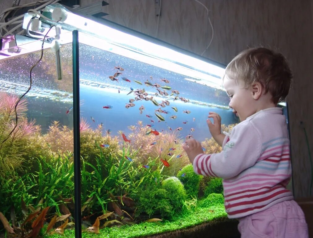 Видеть рыбок в аквариуме. Аквариум для детей. Аквариум в детской комнате. Детский аквариум с рыбками. Аквариум в детской спальне.