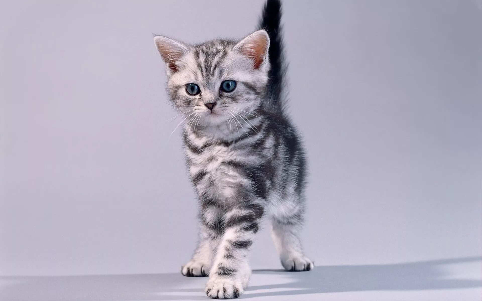 Какие бывают киски. Коты породы вискас. Котята породы вискас. Американская короткошёрстная кошка котята. Порода кошки американская короткошерстная котенок.