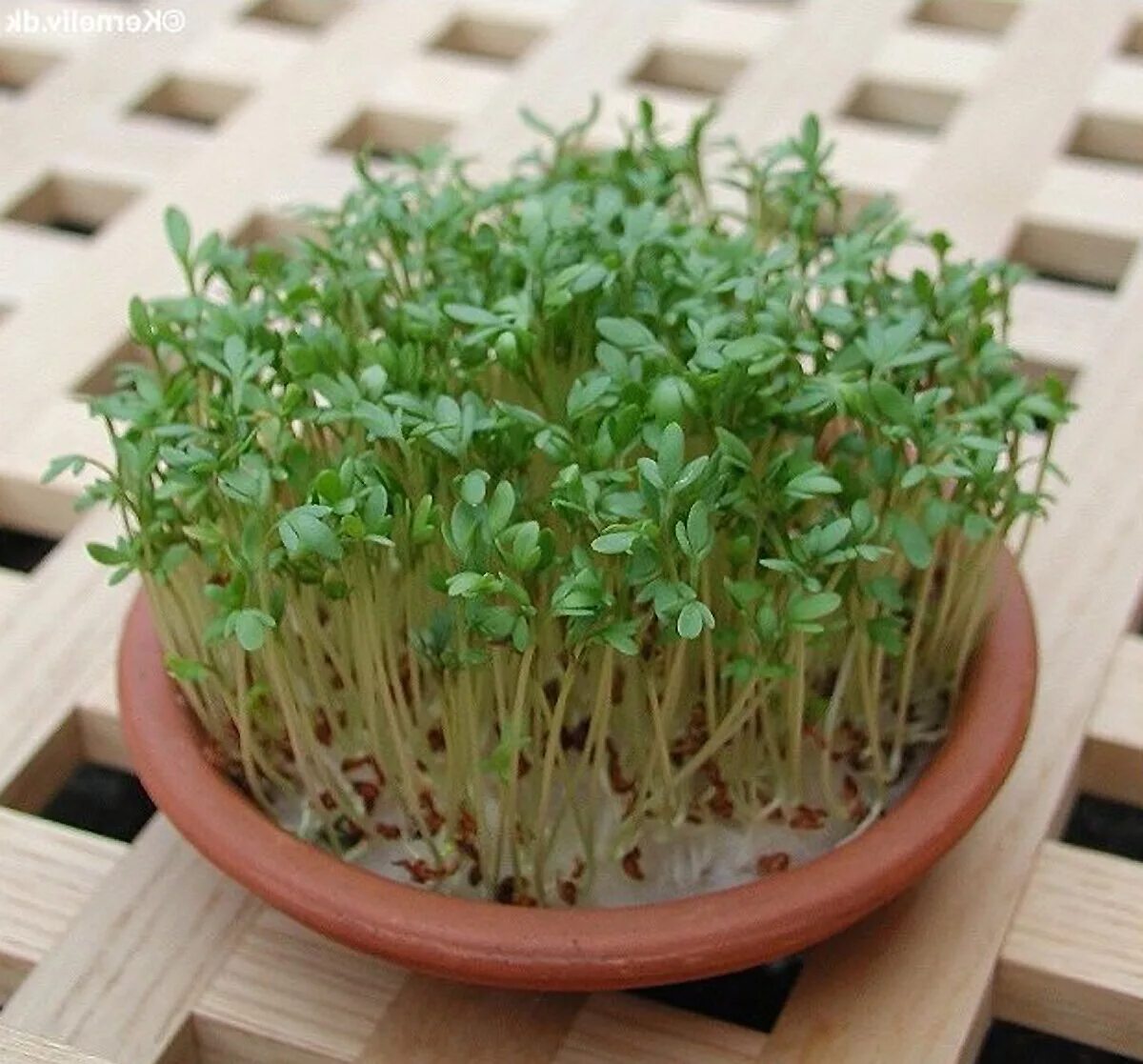 Кислица микрозелень. Микрозелень гречка зеленая. Микрозелень кресс горох. Микрозелень гречки. Рыжик микрозелень.