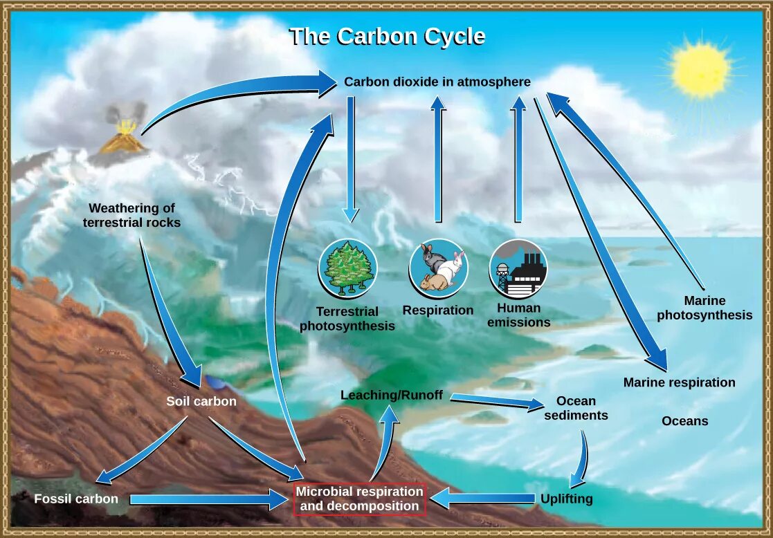 Увеличение азота в воздухе. Мировой круговорот воды. Nitrogen Cycle. Глобальный цикл углерода. Цикл углерода на суше.