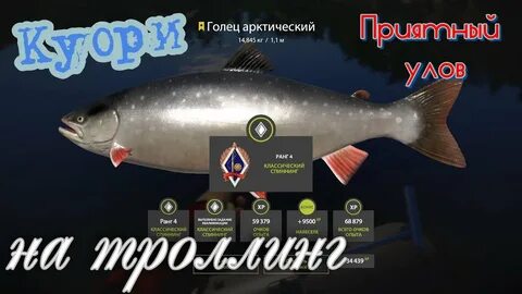 Куори рр4 форель