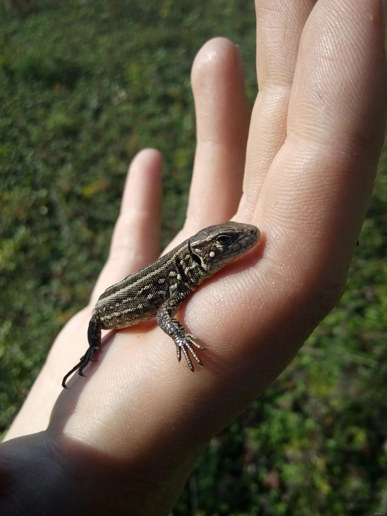 Небольшая ящерица. Карликовый геккон (Sphaerodactylus ariasae). Виргинский круглопалый геккон. Прыткая ящерица маленькая. Бразильский карликовый геккон.