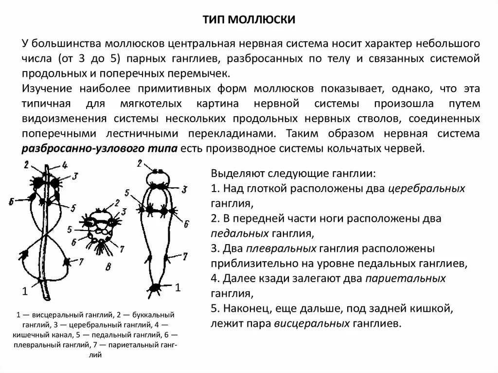 Имеет разбросанно узловую нервную систему. Узловая нервная система. Самый примитивный Тип нервной системы?. Нервная система разбросанно-узлового типа. Нервная система узлового типа у кого.