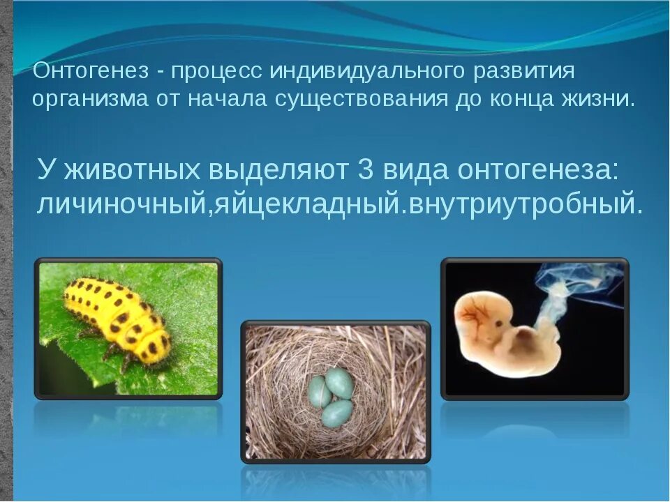 Стадии онтогенеза организмов. Эмбриональный и постэмбриональный период развития. Стадии онтогенеза животных. Эмбриональный этап онтогенеза. Эмбриональный период онтогенеза 11 класс.