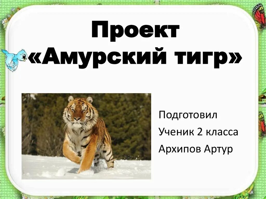 Амурский тигр проект. Амурский тигр презентация. Уссурийский тигр презентация. Амурский тигр проект 2 класс. Информация про тигра