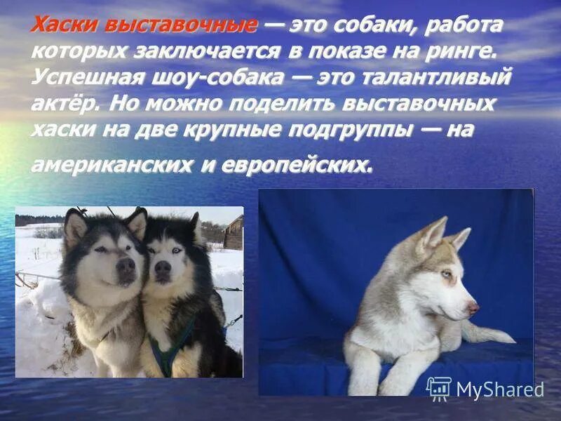 Рассказ о породе хаски. Сибирский хаски окрас агути. Сибирский хаски породы собак. Сахалинский хаски. Сообщение о породе собак хаски.