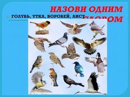Укажи лишнюю птицу голубь аист воробей ворона