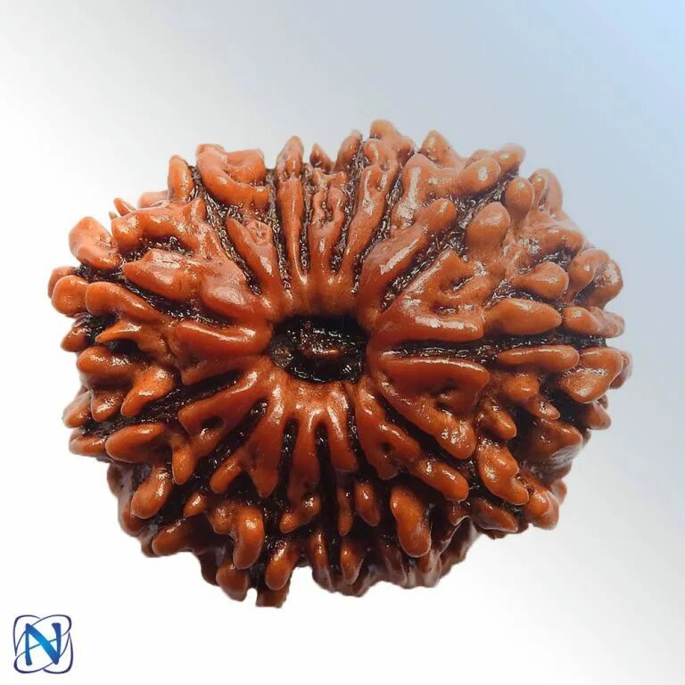 ликая рудракша