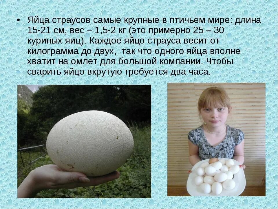 Размер яйца со. Вес яйца страуса. Вес страусиного яйца. Диаметр страусиного яйца. Страусиное яйцо размер.
