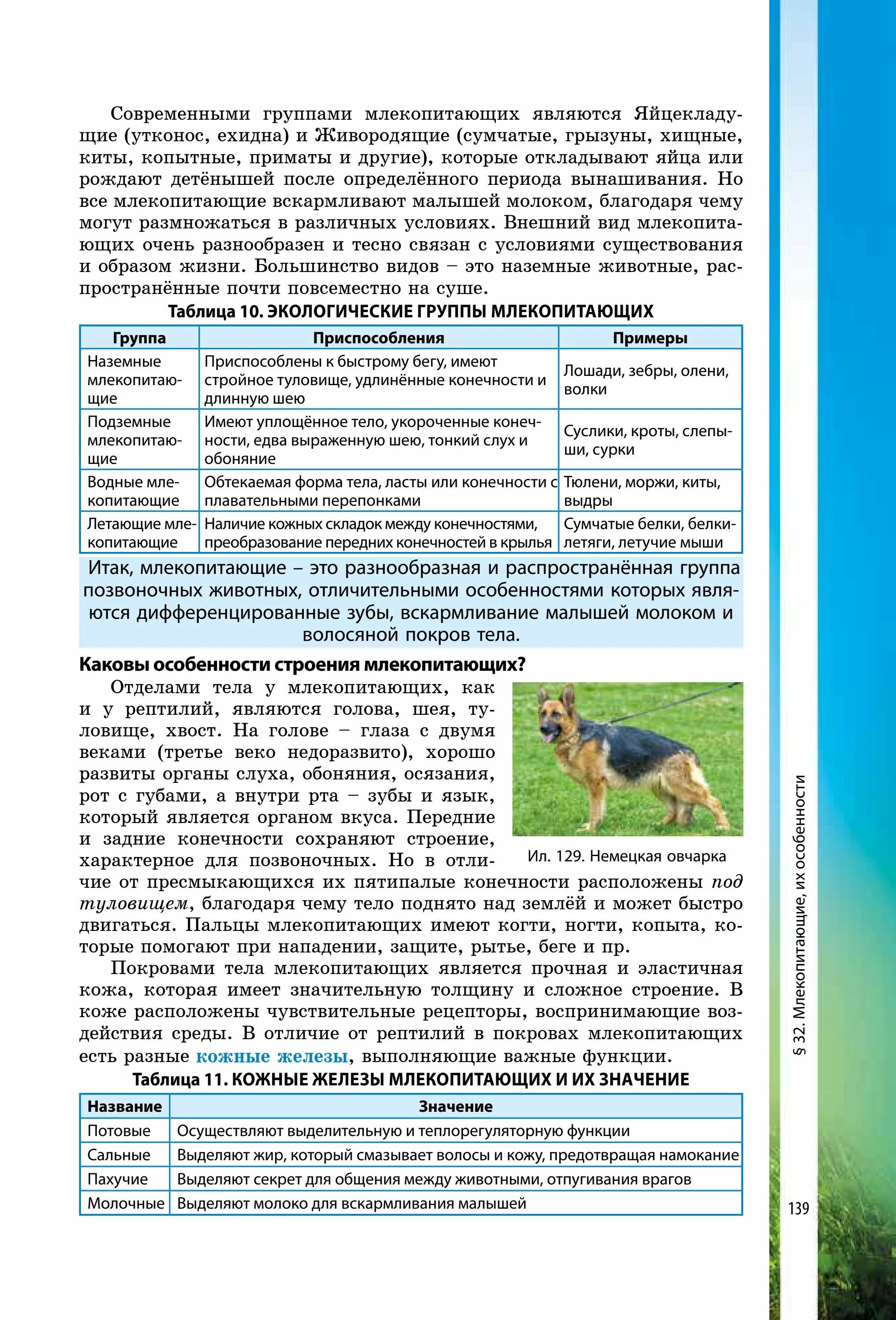 Строение кожи потовая железа. Кожные железы млекопитающих. Потовые железы строение и функции. Потовая железа слой кожи. Строение кожи млекопитающих собственно кожа.