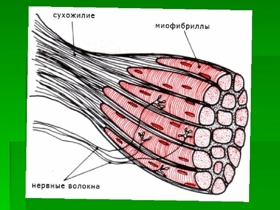 Мышечная клетка функции