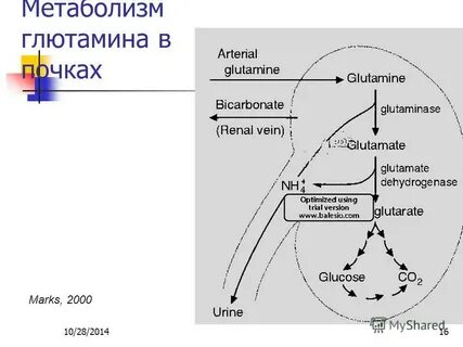 Биохимия почек