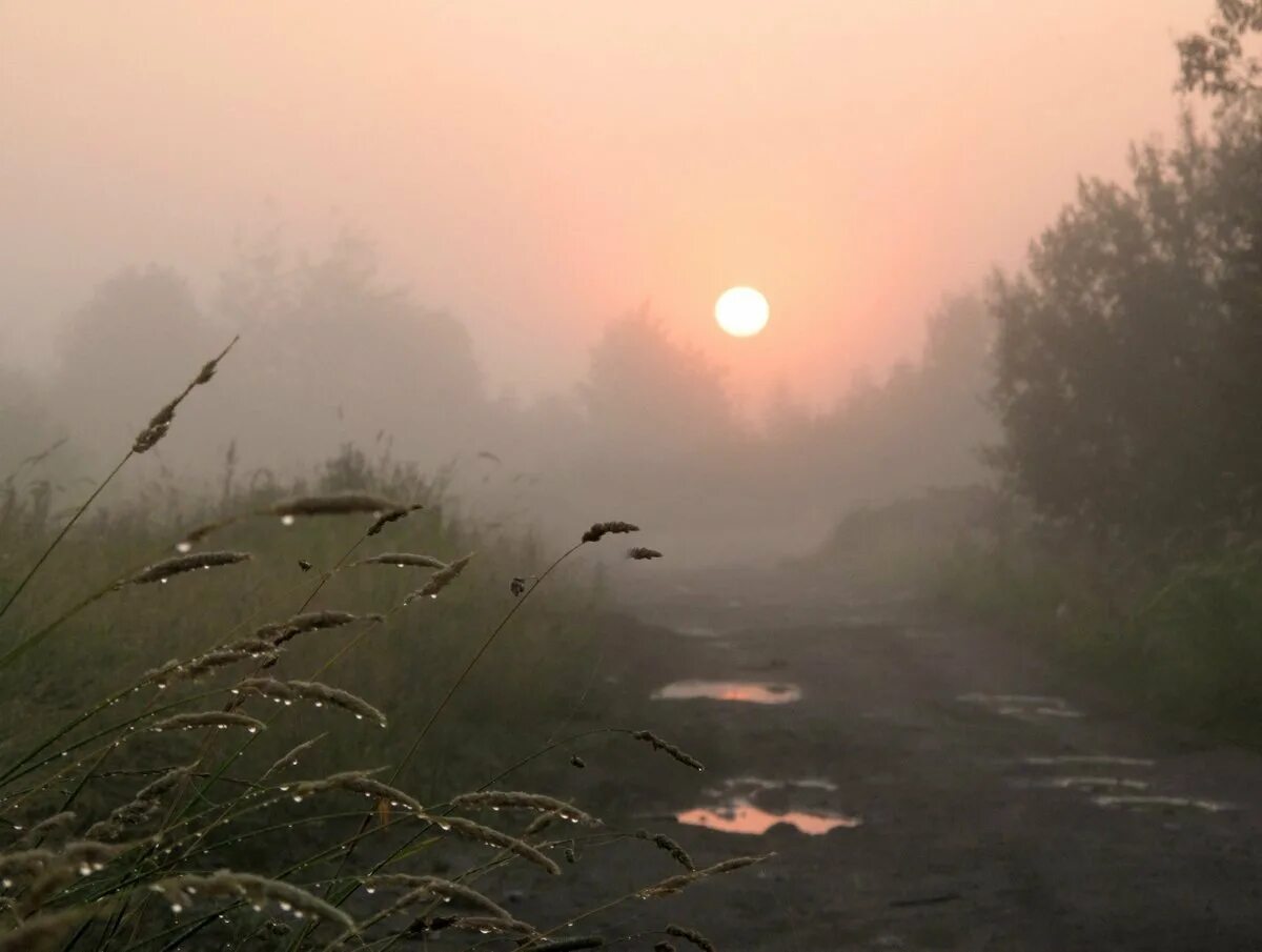 Перед дождем болит. Дождь на рассвете. Дождь и туман. Туман грусть. Грустная природа.