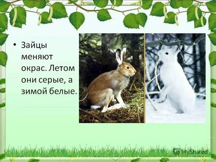Когда животные меняют окраску
