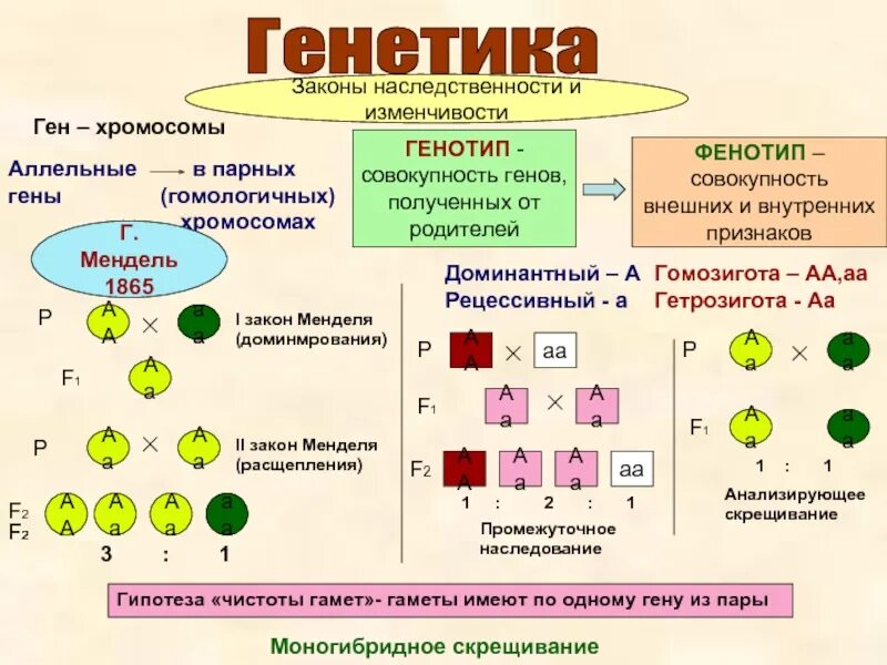 Мендель аллельные гены