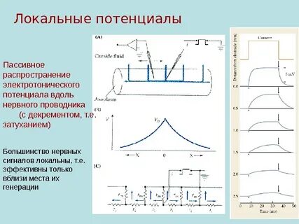 Местный потенциал