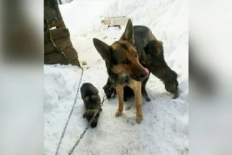Хозяева новосибирск