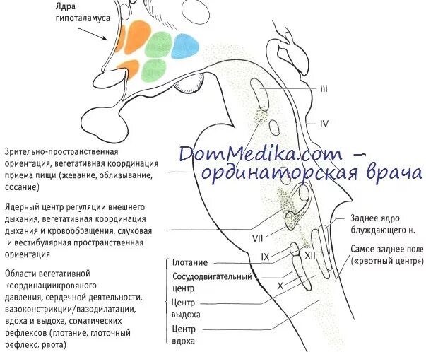 Верхнее и нижнее слюноотделительные ядра. Проводящие пути ретикулярной формации. Кортикоретикулярное ядро. Нервная клетка ретикулярной формации.