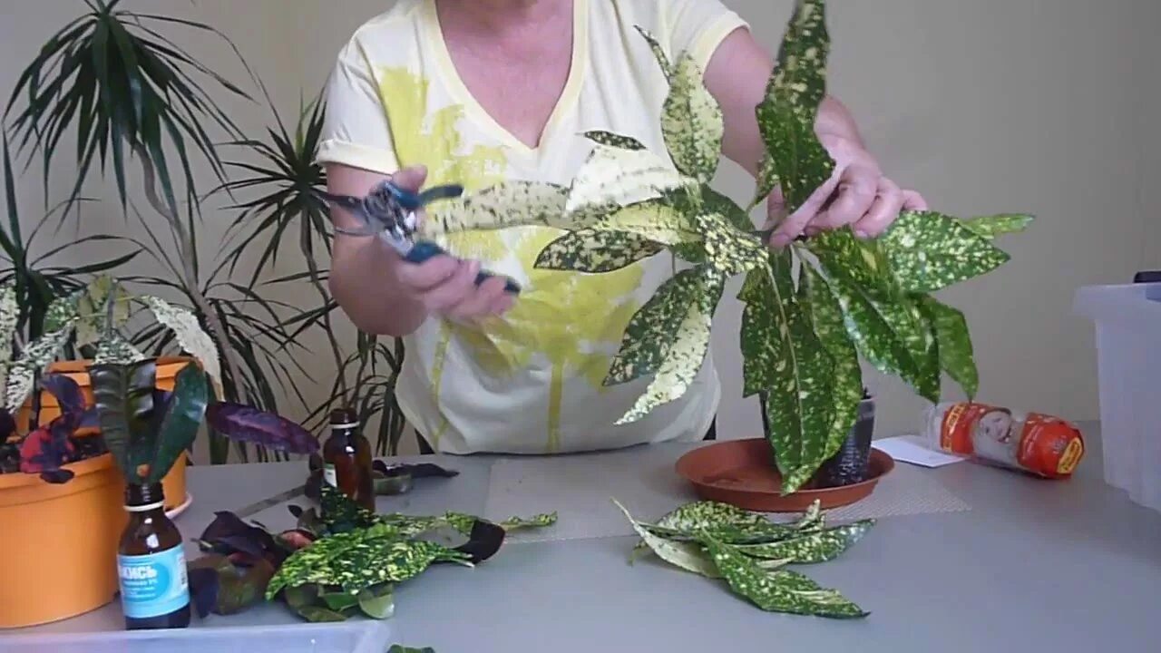 Кротон как размножается. Черенки кротона кодиеум. кодиеум кротон размножение черенками. кодиеум листьями размножается. кодиеум кротон размножение листом.