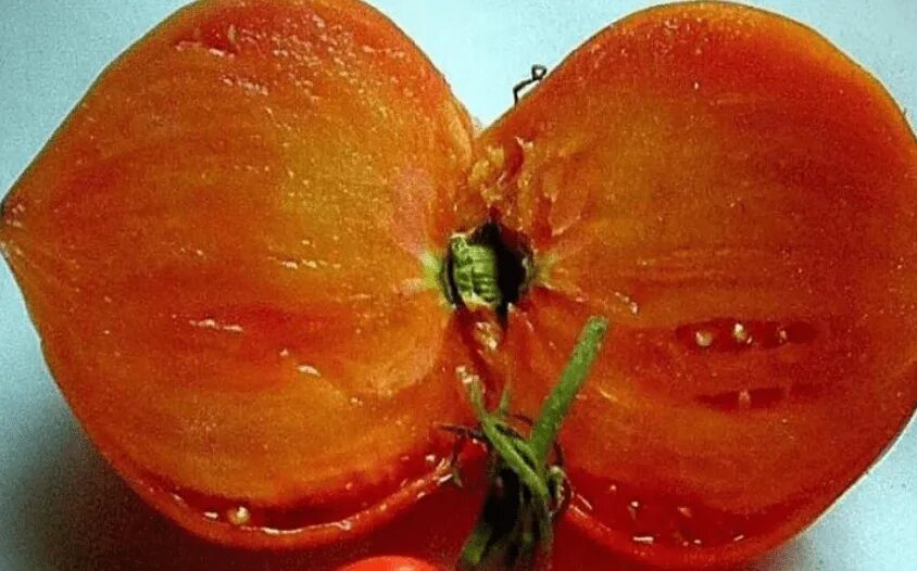 Томат японка описание сорта характеристика и отзывы. Томат японка описание сорта характеристика и отзывы. Томат японка описание сорта характеристика и отзывы. Сорт томата перст. Японский трюфель томат описание.