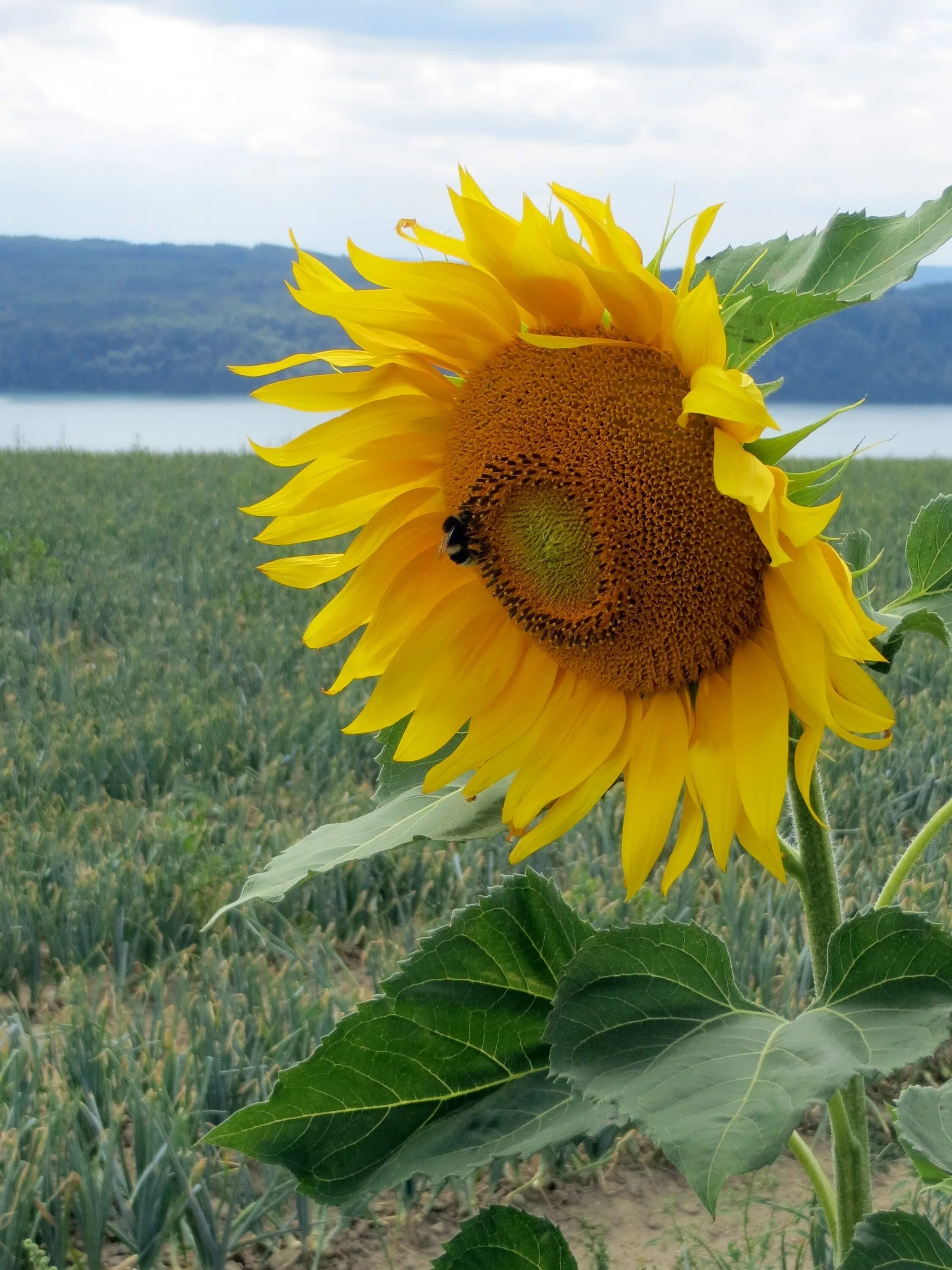 Sun flower отзывы. Подсолнух. Цветение подсолнечника. Огромный подсолнух. Подсолнух цветок солнца.