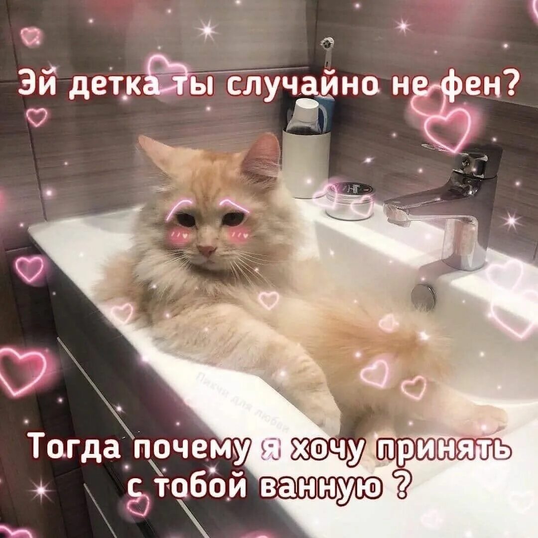 Милые пикчи с котиками. Милые котики с милыми словами. Милые пикчи с котиками про любовь. Милые пикчи с котами в ванной.
