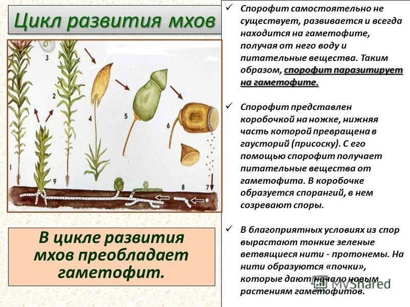 Спорофит описание. В жизненном цикле преобладает спорофит. Спорофит развивается на гаметофите.