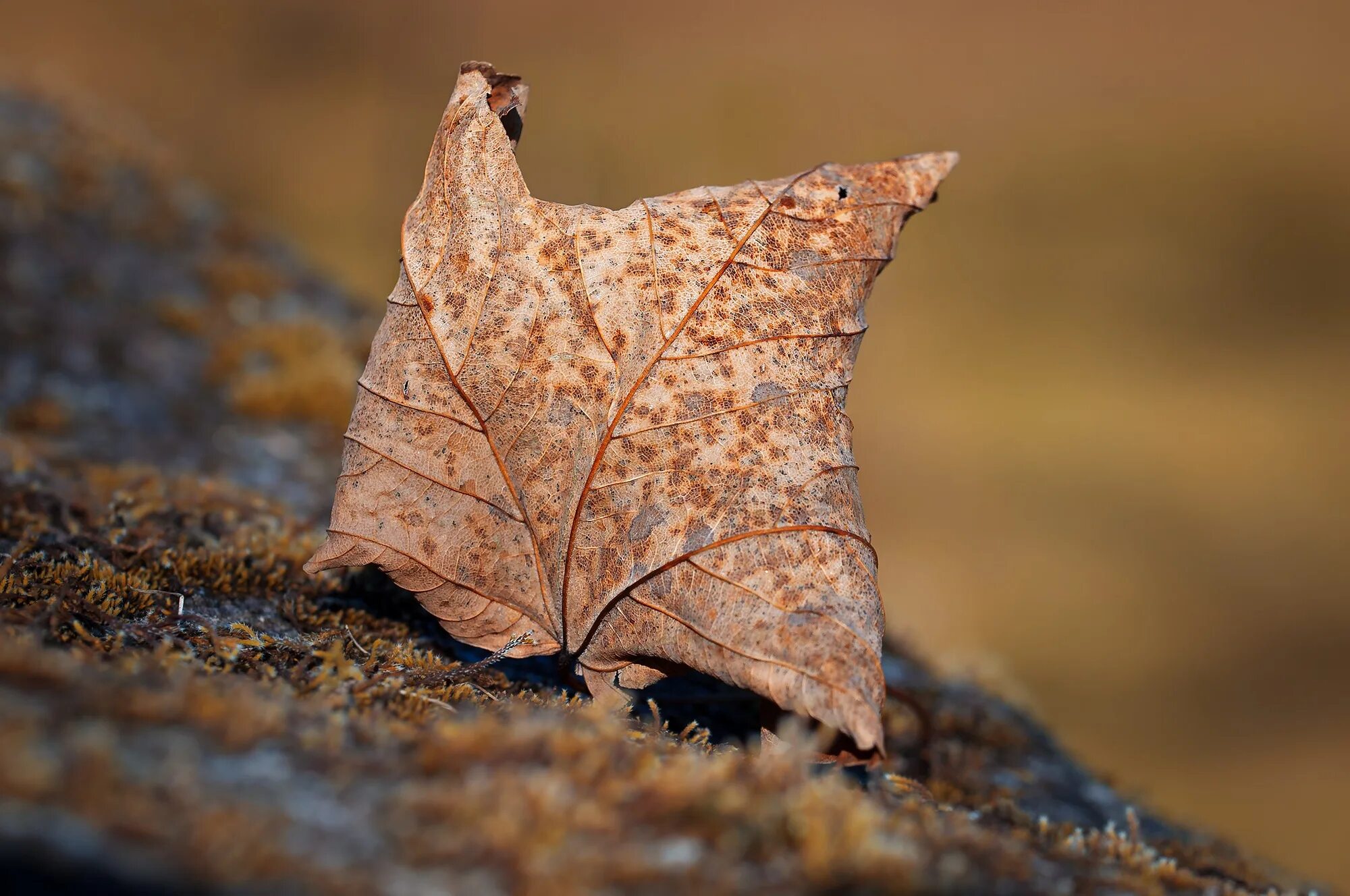 На солнце сох лист. Засохшие листья. Насекомые осенью. Засохший кленовый лист. Кленовый увядший лист.