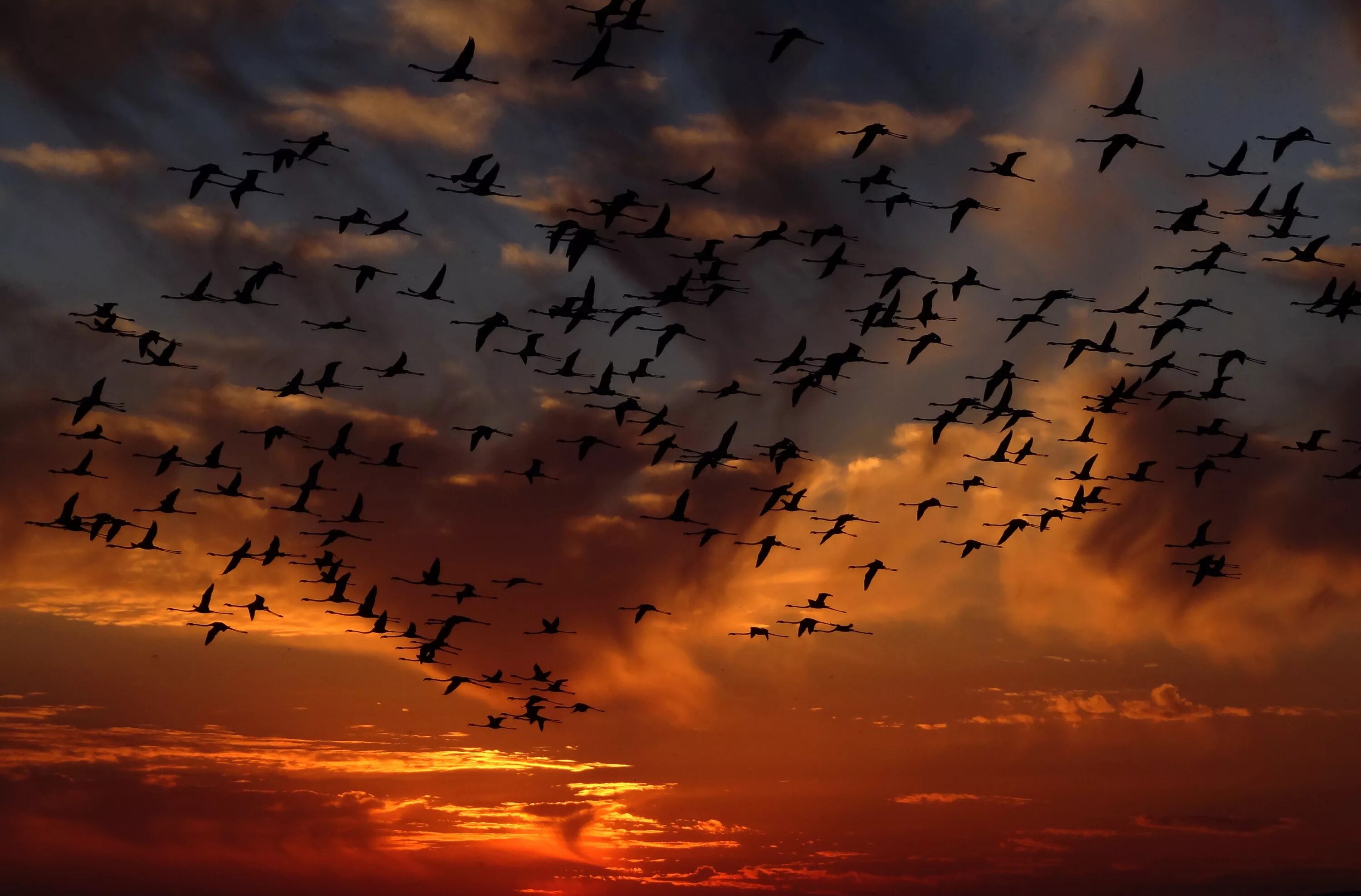 Долина Джатинга. Стая птиц. Птицы улетают. Перелет птиц.