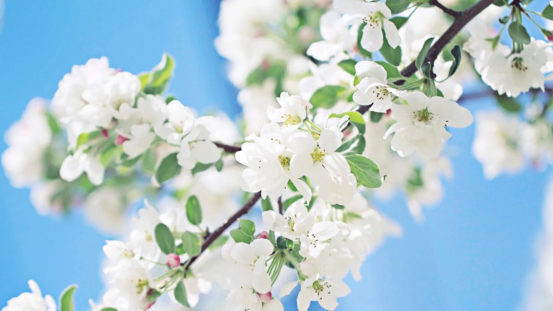 майские яблони. в н п май. в н п май. сирень обыкновенная русь. май природа.