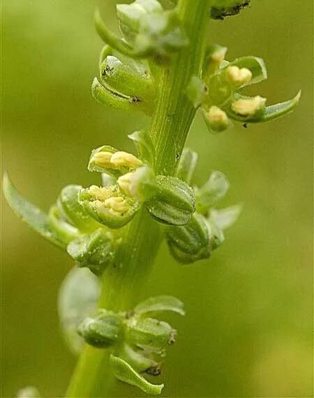 DIY: How to Save Seeds for Next Year - Gardenista Seed saving, Garden seeds, Gar